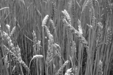 Çavdar tarlası. Soyut arkaplan ve tarım görüşü.                                                  