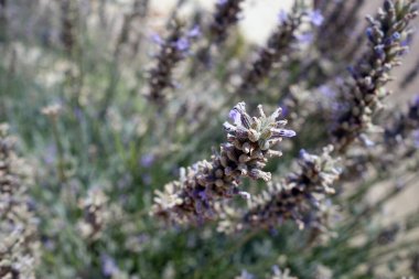 Bulanık efektli dağ lavantası. Mevsimsel doğal arkaplan.