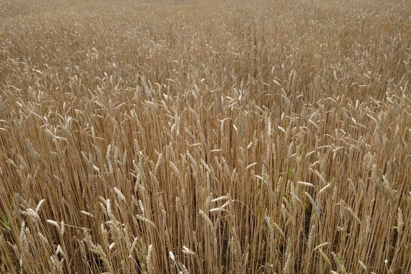 黑麦田摘要背景和农业观点 — 图库照片
