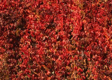 Kırmızı, duvar desenini ve manzarasını bırakır. Doğal arkaplan