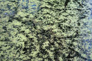 Bataklık yeşili desen ve manzara. Doğal arkaplan ve görünüm                   