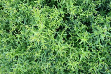 Yapraklar desen ve görüntü bırakır. Soyut doğal arkaplan                           