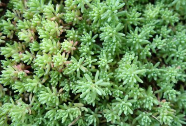 Yapraklar desen ve görüntü bırakır. Soyut doğal arkaplan                   