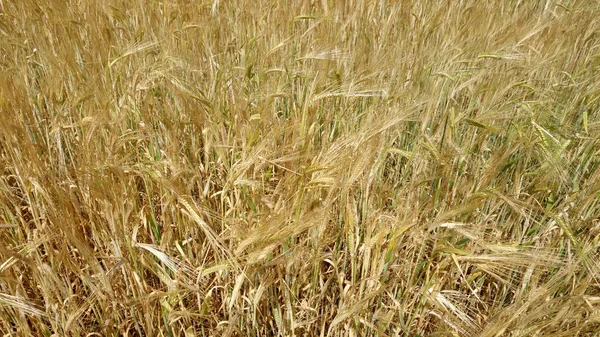 Vue Sur Champ Seigle Contexte Naturel Scène Agricole — Photo