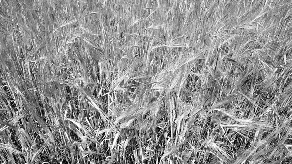 Rye Synfält Jordbrukets Naturliga Bakgrund Och Scen — Stockfoto