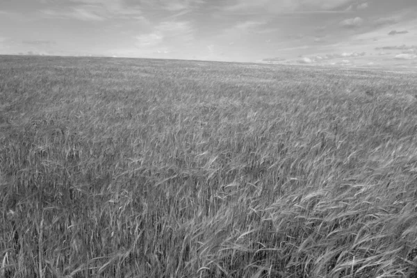 ライフィールドビュー 農業の自然背景と風景 — ストック写真