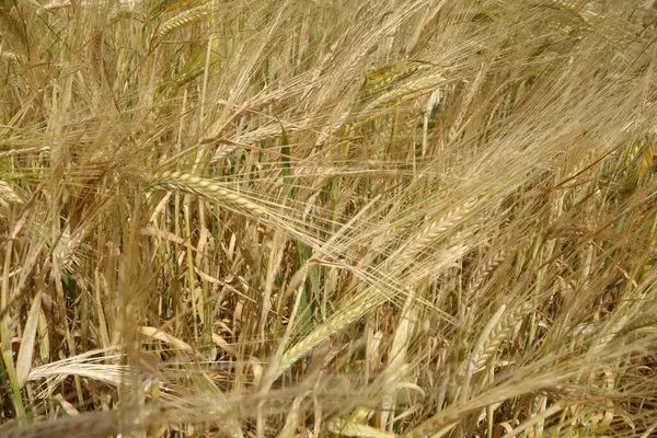 Vista Campo Centeio Fundo Natural Agrícola Cena — Fotografia de Stock