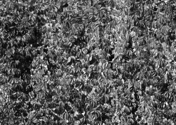 Svart Och Vitt Löv Vägg Mönster Och Naturlig Bakgrund — Stockfoto