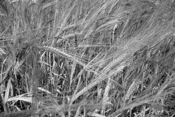 Zicht Roggebrood Natuurlijke Achtergrond Landschap Landbouw — Stockfoto