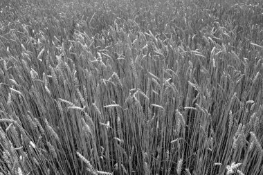 Çavdar tarlası manzaralı. Tarımsal görünüm ve manzara arkaplanı                                         