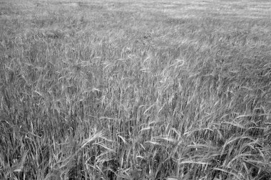 Çavdar tarlası manzaralı. Tarımsal görünüm ve manzara arkaplanı           