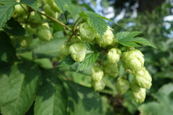 Growing hops in natural conditions. Natural background and view