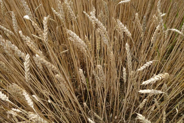 Rye Field View Agricultural View Scenery Background — Stock Photo, Image