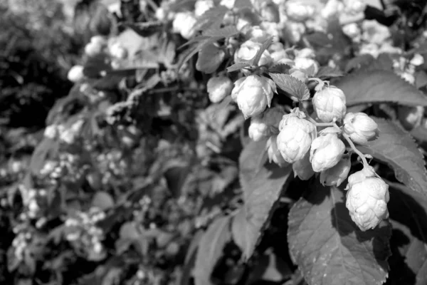 Growing hops in natural conditions. Natural background and view