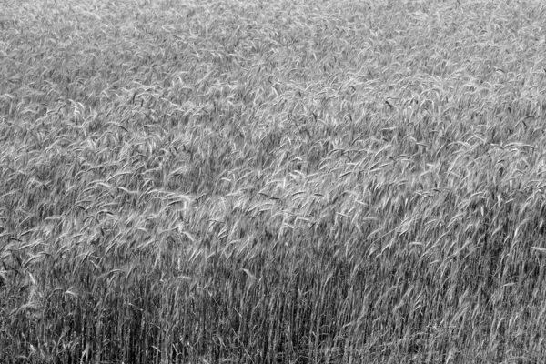 Roggenfeld Landwirtschaftlicher Blick Und Hintergrund Der Landschaft — Stockfoto