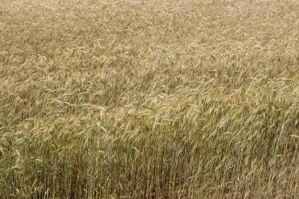 Rye Field View Agricultural View Scenery Background — Stock Photo, Image