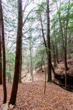 Fısıldayan Mağara, Hocking Hills Eyalet Parkı, Ohio