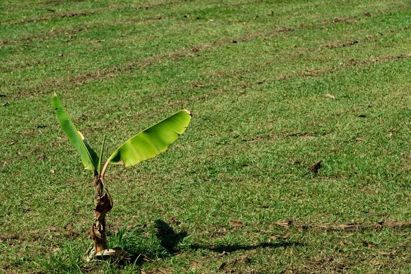 Albero Banane Agricoltura Natura — Foto Stock