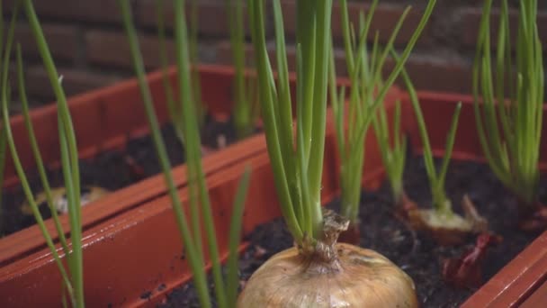 Close Cebola Cultivando Jardim — Vídeo de Stock