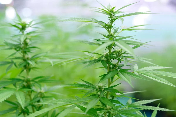 Cannabis Sativa Plant Die Groeit Een Hennepkwekerij Medisch Biologisch Concept — Stockfoto