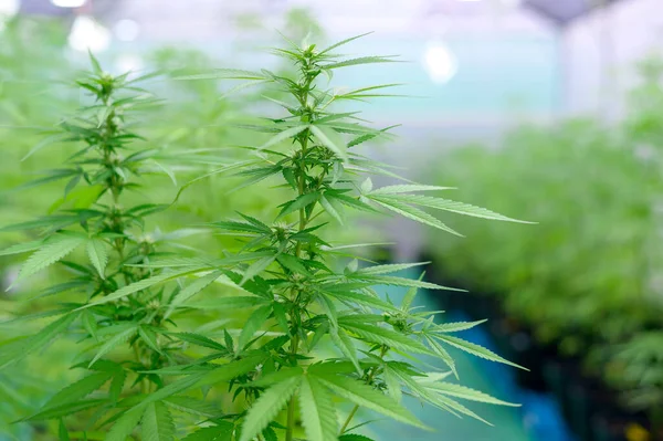 Cannabis Sativa Plant Growing Hemp Farm Medical Biology Concept — Stock Photo, Image