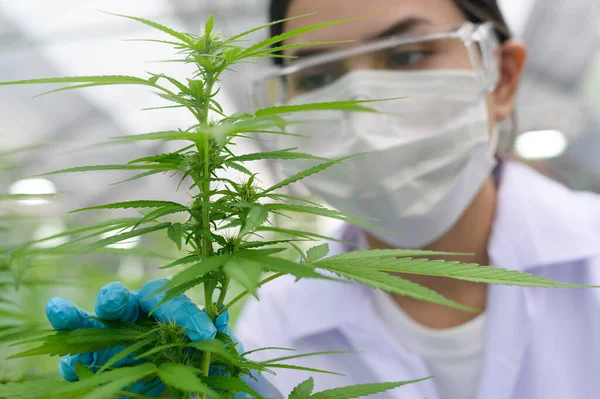 Close Van Wetenschapper Met Handschoenen Bril Onderzoeken Cannabis Sativa Hennep — Stockfoto