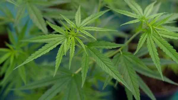 Close Van Hennepbladeren Cannabis Sativa Een Pot Binnenshuis Achtergrondconcept — Stockfoto