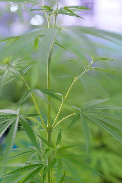 Close Van Hennepbladeren Cannabis Sativa Een Pot Binnenshuis Achtergrondconcept — Stockfoto