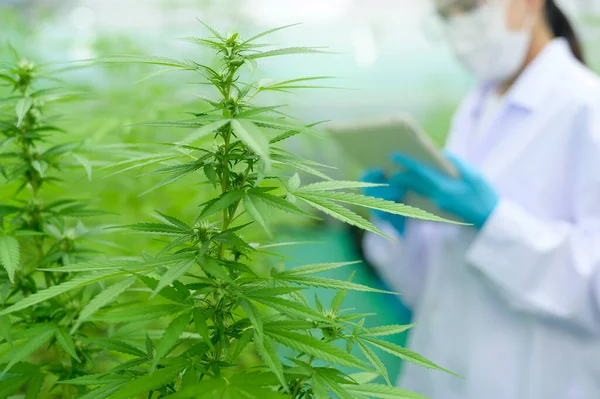 Concept Van Cannabisplantage Voor Medische Doeleinden Een Wetenschapper Die Tabletten — Stockfoto