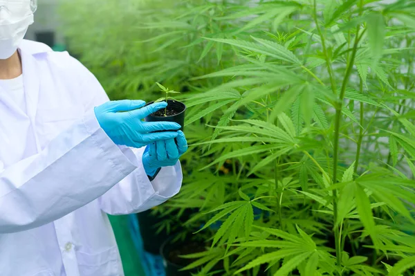 Een Wetenschapper Houdt Cannabis Zaailingen Gelegaliseerde Boerderij — Stockfoto