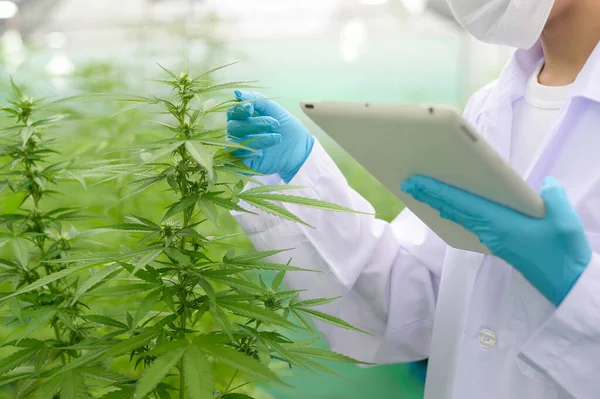 Concepto Plantación Cannabis Para Uso Médico Primer Plano Del Científico — Foto de Stock