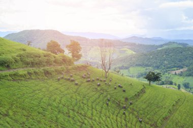 Yağmur mevsiminde güzel yeşil dağ manzarası, tropikal iklim .