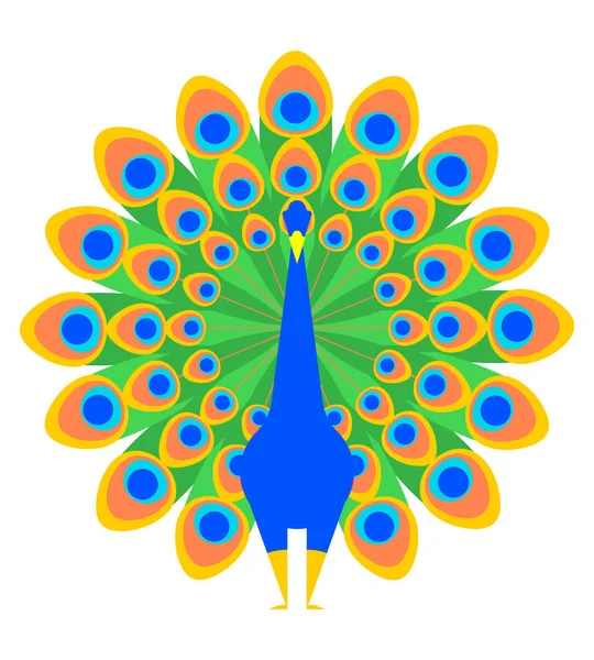 Peacock Isolerade Vacker Fågel Med Stor Svans Vector Illustratio — Stock vektor