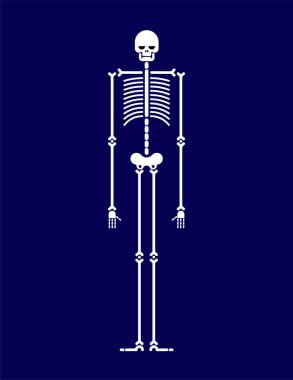 İskelet anatomi insan izole. Kafatası ve kemik. Vektör çizim