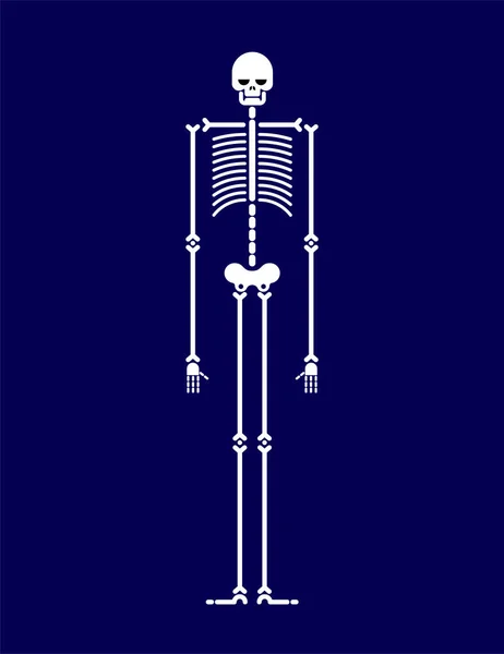 Skelet Anatomie Menselijk Geïsoleerd Schedel Botten Vectorillustratie — Stockvector