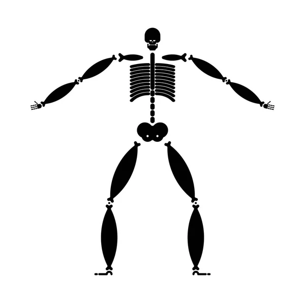 Vet Skelet Breed Bot Dikke Man Anatomie Vector Illustratio — Stockvector