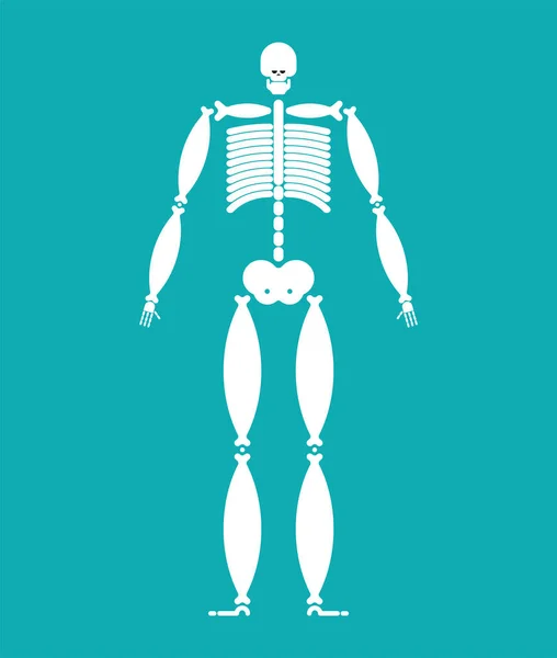 Tlustý Kostra Široká Kost Tlustý Muž Anatomie Vektorový Illustratio — Stockový vektor