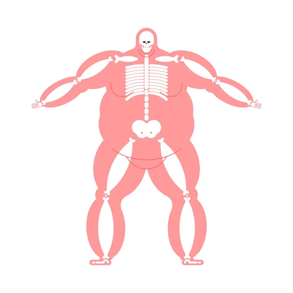 Скелет Анатомии Жирного Тела Широкая Кость Скелетная Система Толстяка Вектор — стоковый вектор