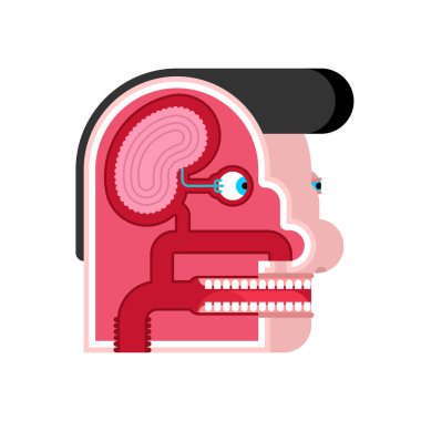 Anatomi Kafa karikatür İç düzeni. Beyin ve göz. Tat tomurcukları.