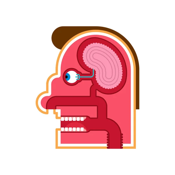 Head Anatomy cartoon Esquema interno. Cerebro y ojo. Brotes gustativos . — Vector de stock