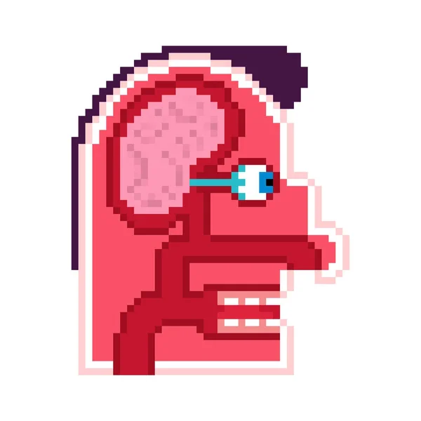 Anatomie Head obrazových bodů. kreslený vnitřní schéma 8 bitů. Mozek a — Stockový vektor