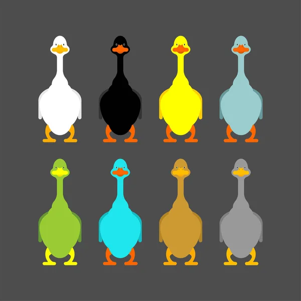 Conjunto de cores de gansos. aves aquáticas domésticas. ilustração vetorial — Vetor de Stock
