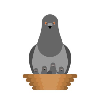 Güvercin ve yavrular yuvada. Pigeon City kuşu. vektör illüstrasyon