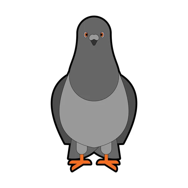 Dove Grey front View geïsoleerd. duif stad vogel vector illustrat — Stockvector