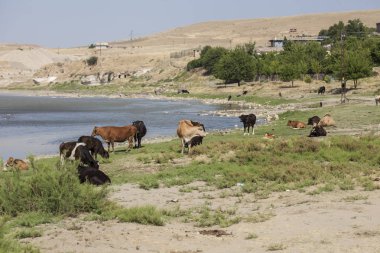 Beefmaster sığır yeşil alana ayakta