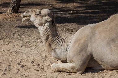 Beyaz deve hayvanat bahçesinde