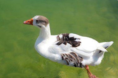 güzel beyaz kaz göle, yüzme