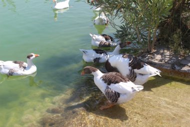 güzel beyaz kaz göle, yüzme