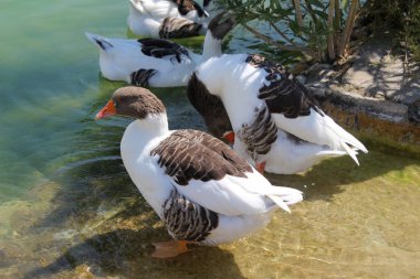 güzel beyaz kaz göle, yüzme