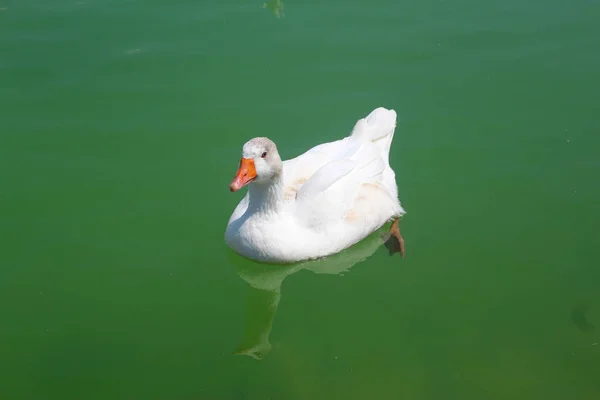 Swimming Lake Beautiful White Goose — Stock Photo, Image